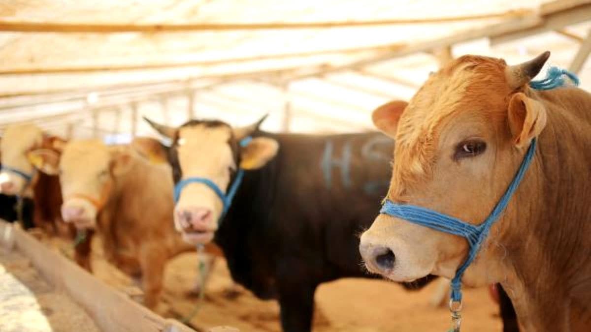 B�y�kba� kurbanl�k fiyatlar� 2020 ne kadar? ��te hayvan pazar�nda b�y�kba� kurban sat�� fiyatlar�