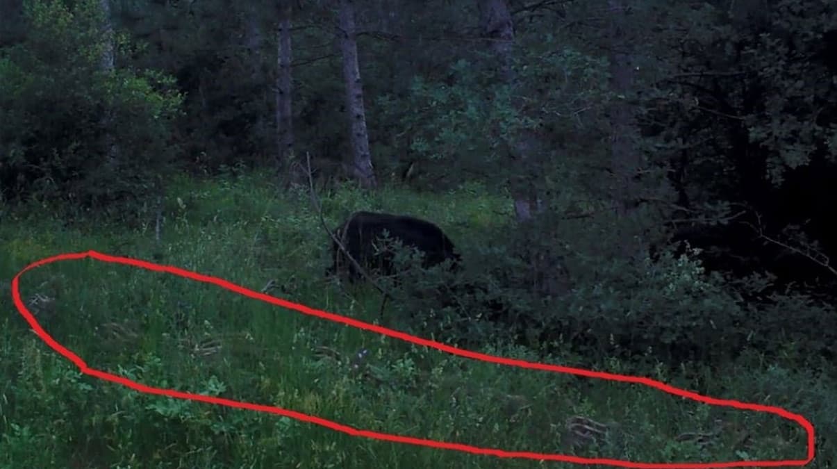 Domuz srs ve karacalar kamerada