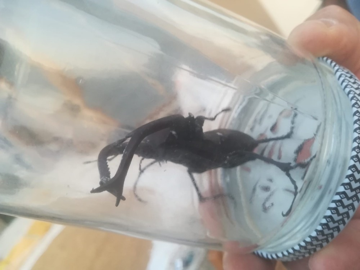 Nadir g�r�l�yordu: Osmaniye'de ortaya ��kt�