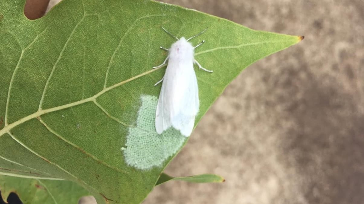 Amerikan Beyaz Kelebe�i kabusu!