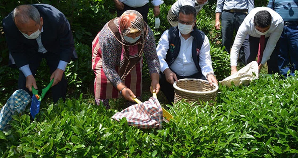 F�nd�k diyar� Ordu'da �ay hasad�