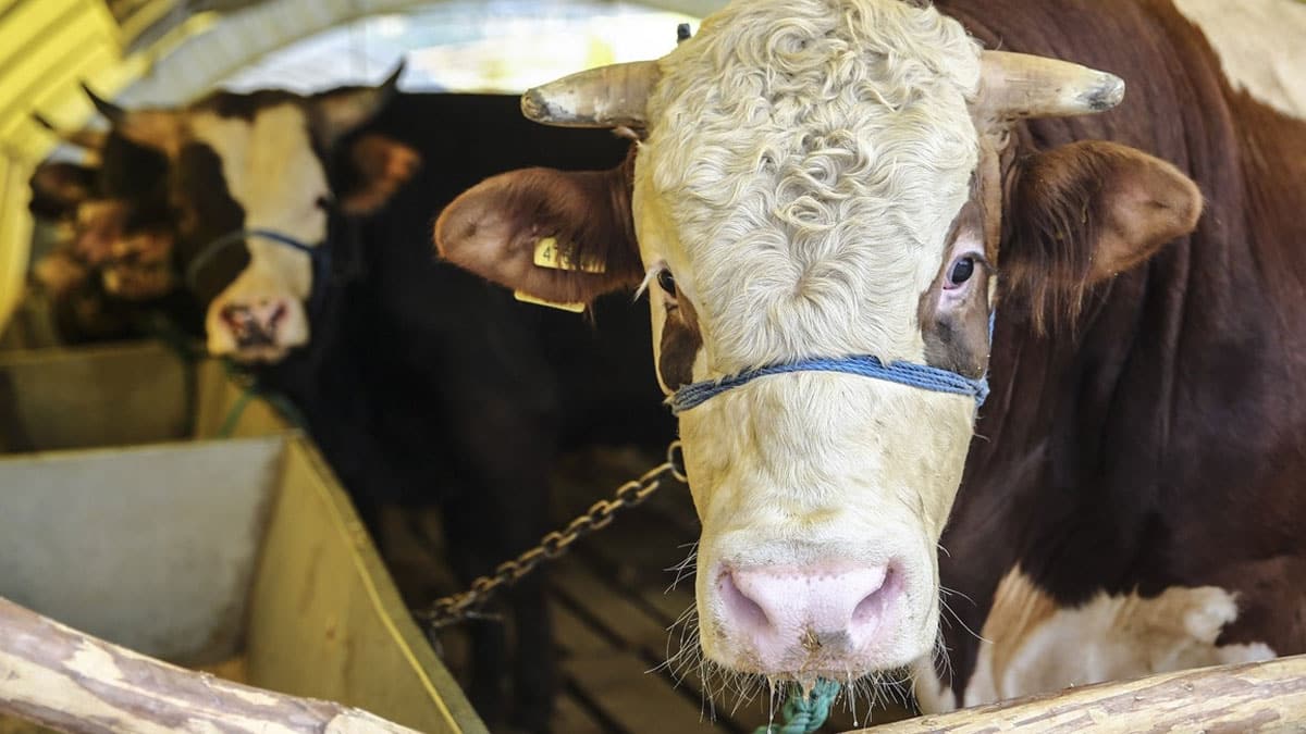 Bu sene kurban fiyatlar� ne kadar olacak?