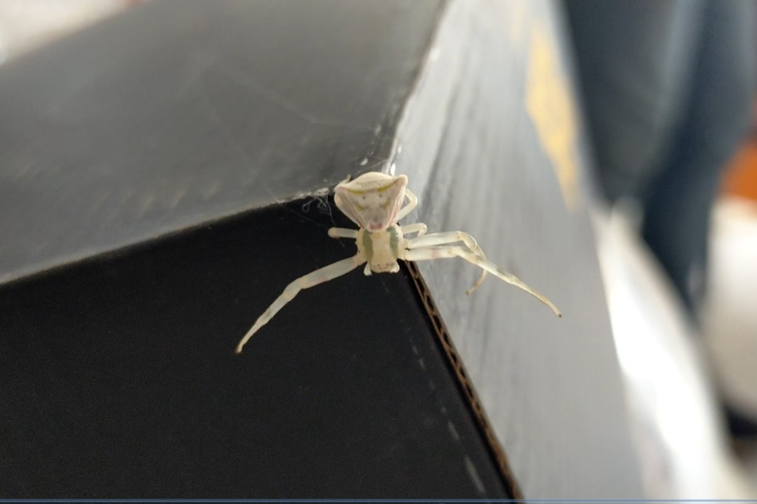 G�renler hayrete d���yor!