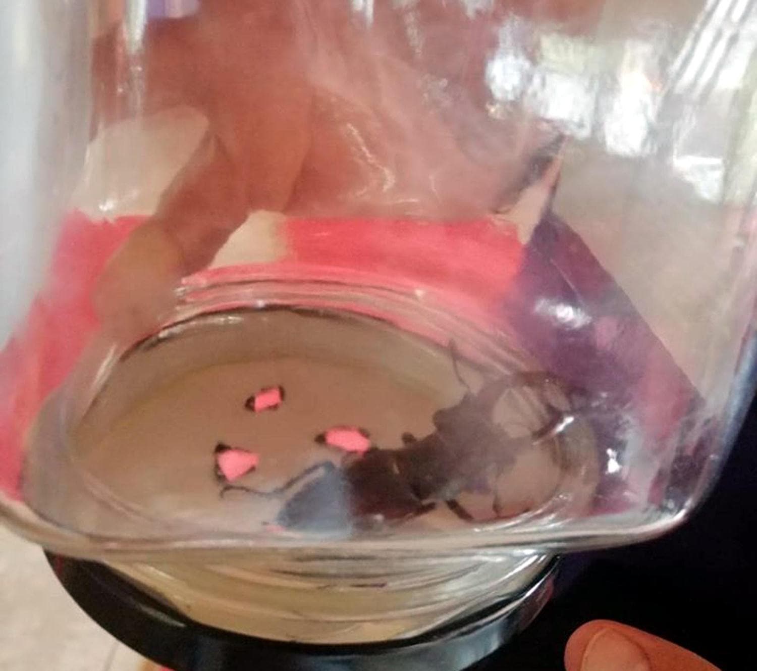 'K�rm�z� liste'de yer al�yor, tanesi 150 bin dolara sat�l�yor... K�rklareli'nde g�r�ld�