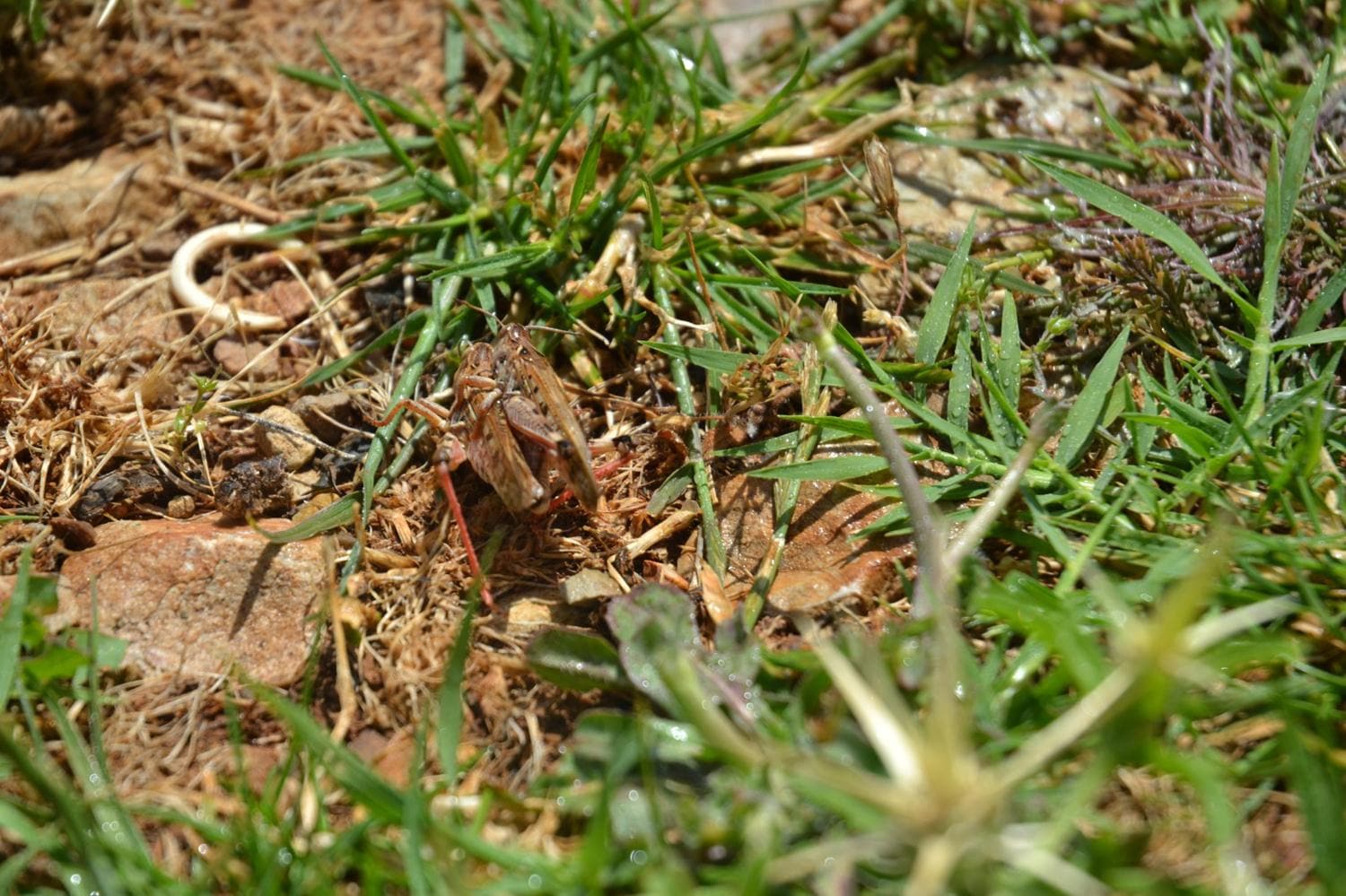 Hatay'�n 3 yaylas�nda �ekirge istilas�