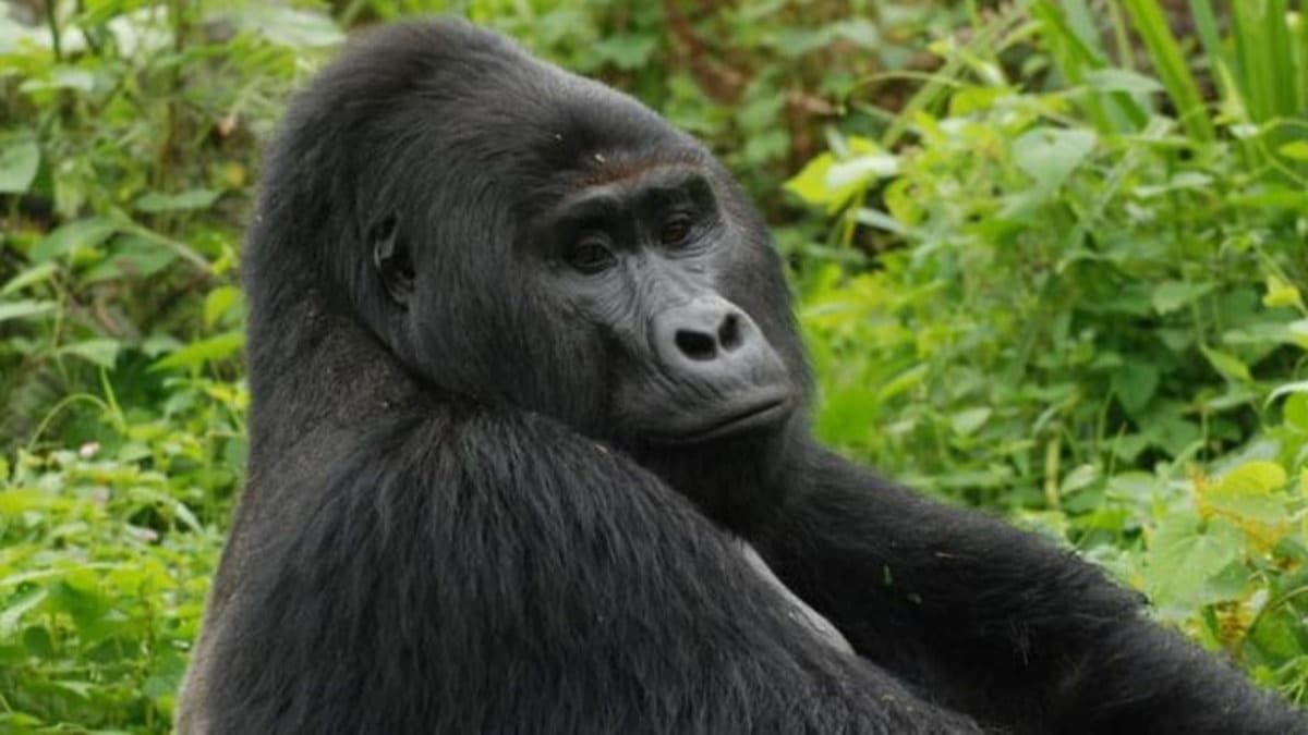 Uganda'da nl da gorili Rafiki, kaak avclarca ldrld 