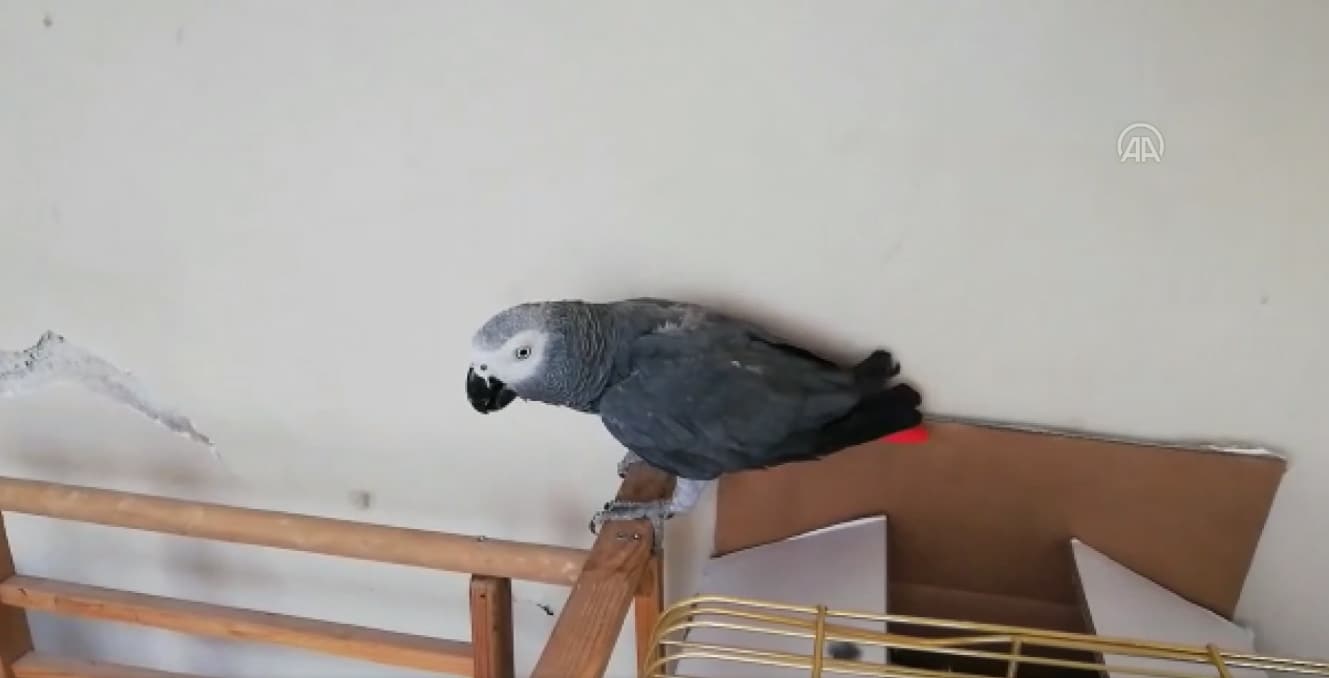 Yasa d��� yollardan yurda getirdi�i papa�anlar� satan ��pheli yakaland�