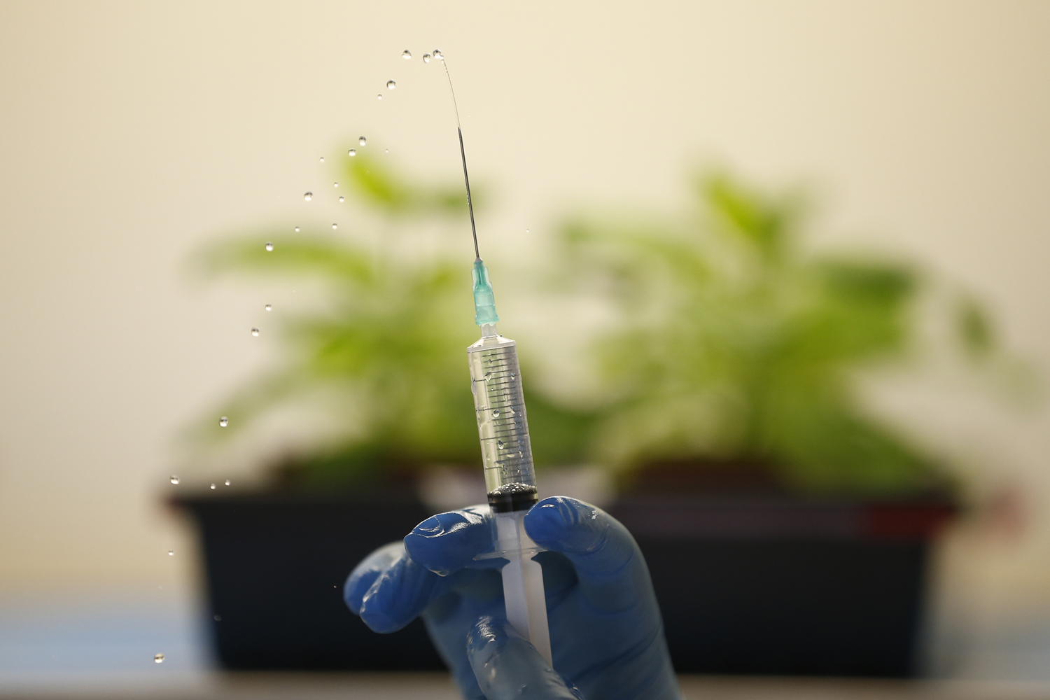 �al��malar�yla t�p literat�r�ne girdiler! A�� �retiminde 'ye�il bitki' form�l�