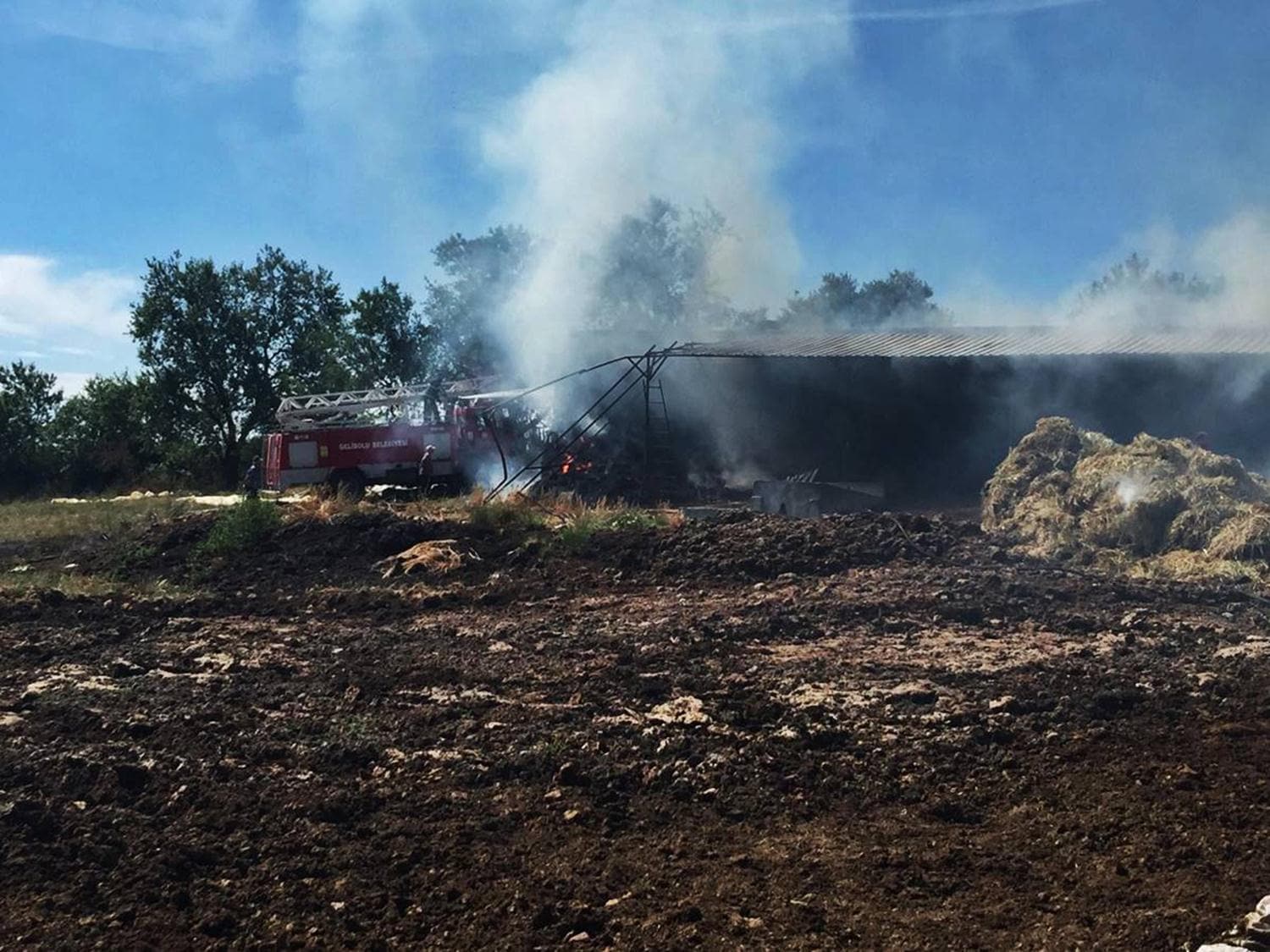 Gelibolu'da ��kan yang�nda 300 saman balyas� k�l oldu