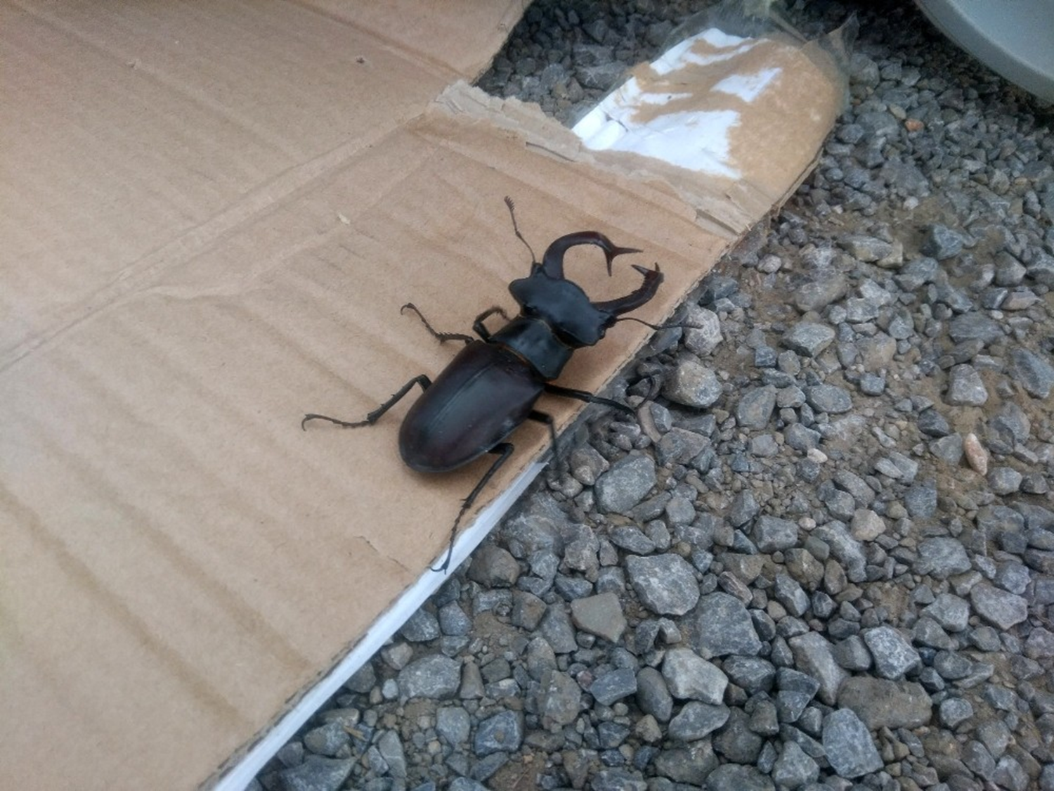 Bu kez Konya'da g�r�ld�!