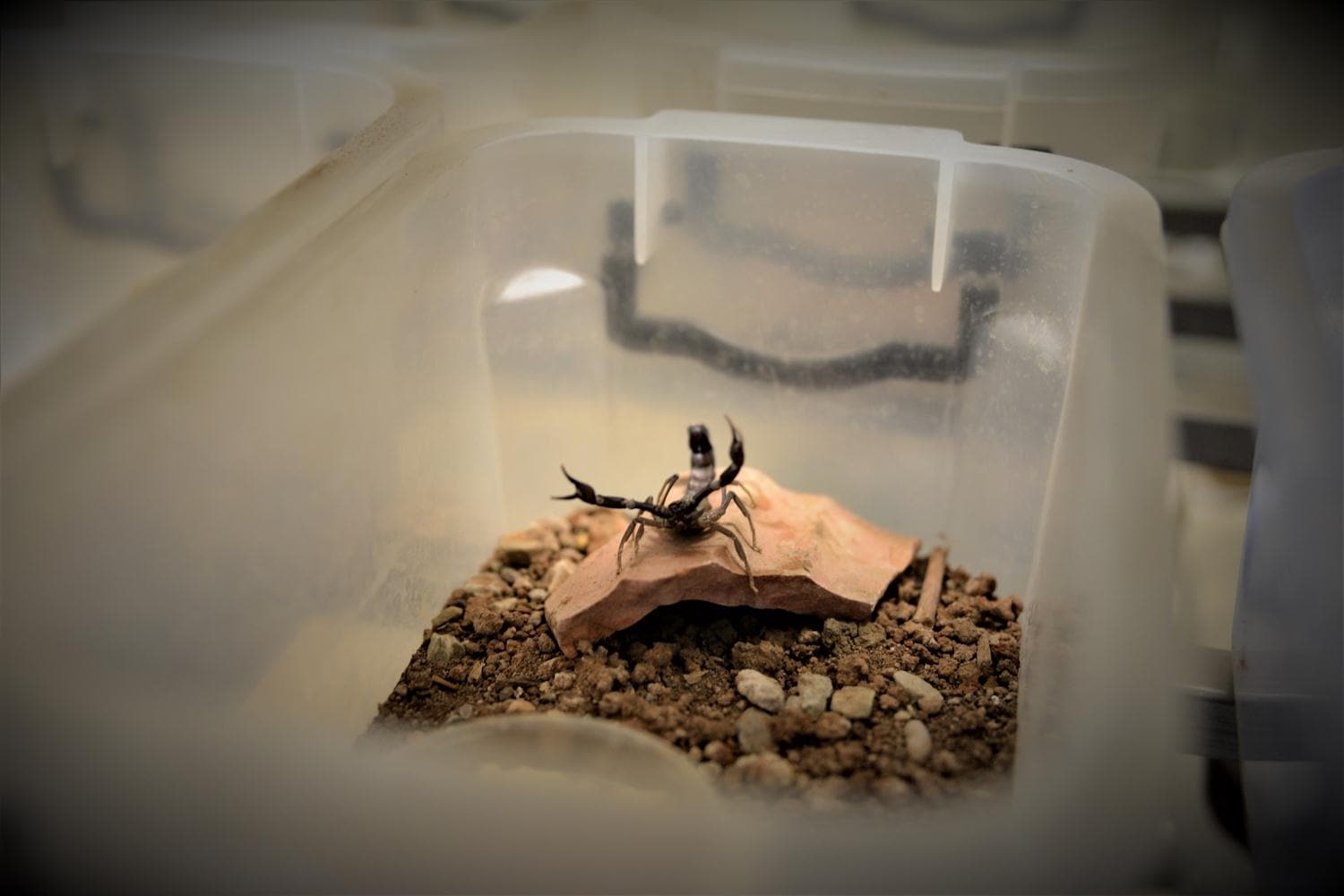 T�rkiye'den akrep ve y�lan anti serumu