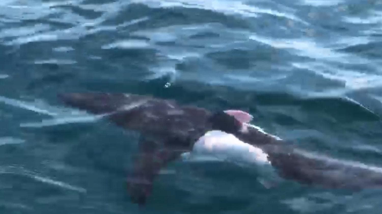 Saros K�rfezi'nde k�pekbal��� pani�i!