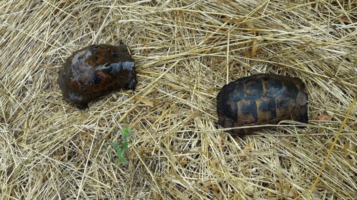 Alevlerin aras�ndan ��kt�lar... Kurtarmak i�in seferber oldular