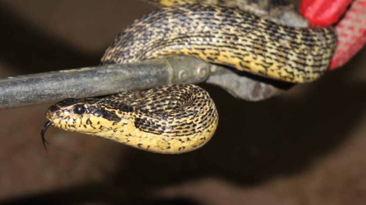 Yumurta almak i�in elini uzatt�, b�y�k panik ya�ad�! Follukta 1 bu�uk metrelik engerek y�lan�