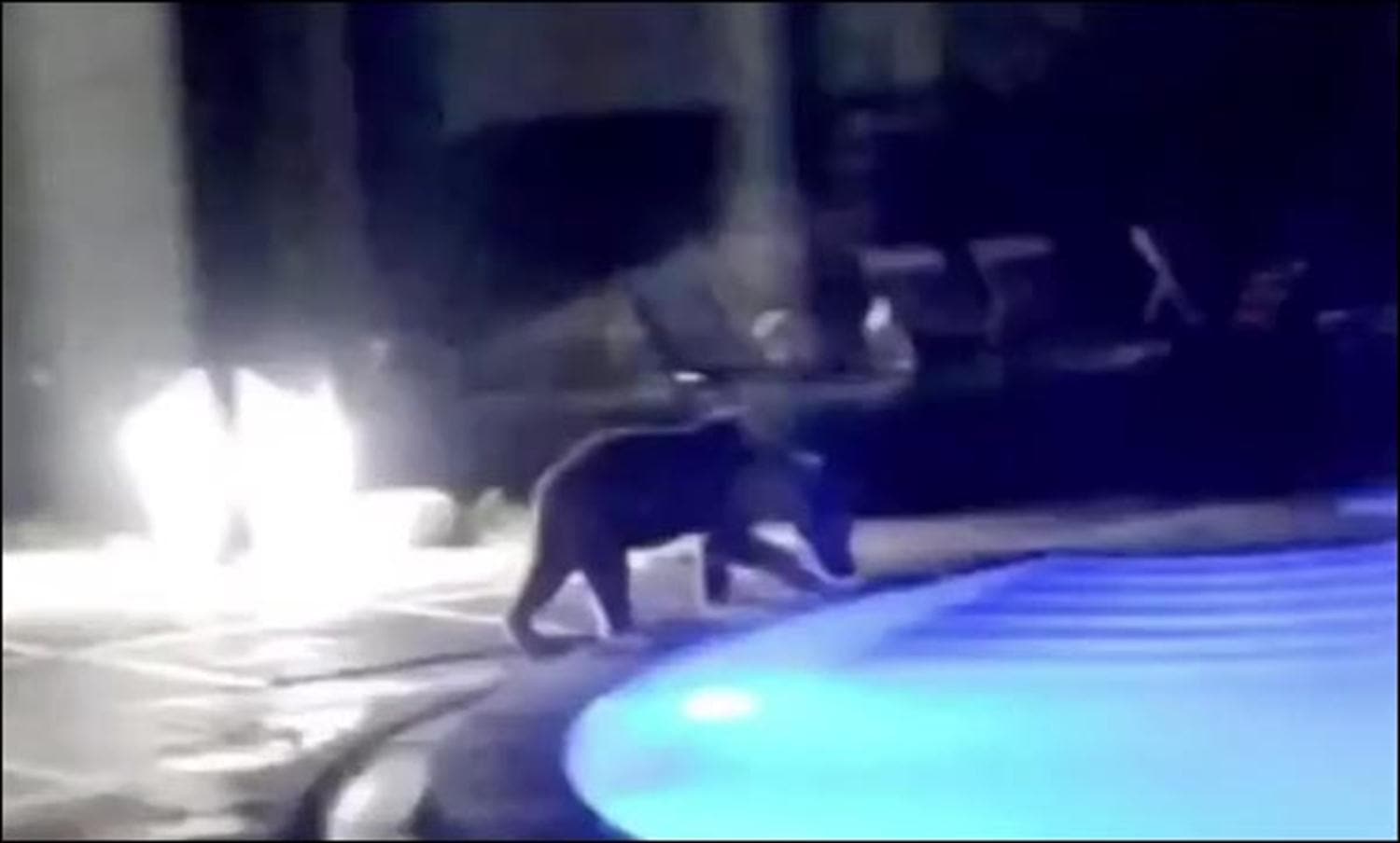 Boz ay�n�n havuz keyfini i��iler g�r�nt�ledi