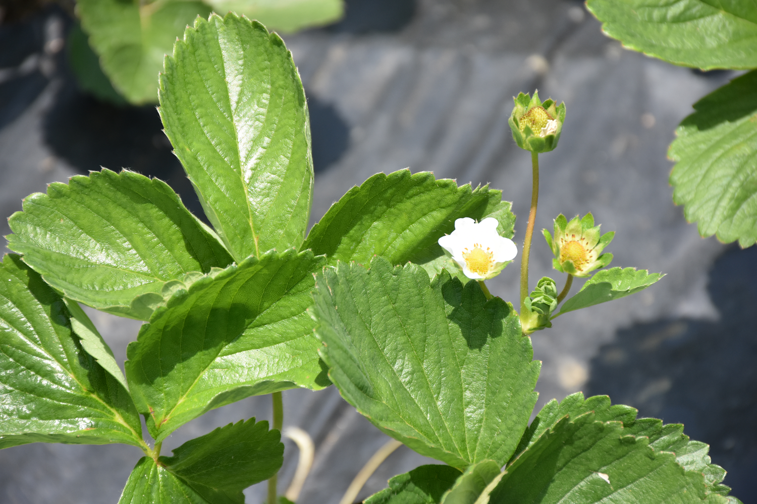 E�itimini Japonya'da ald�... Sipari�lere yeti�emiyor!