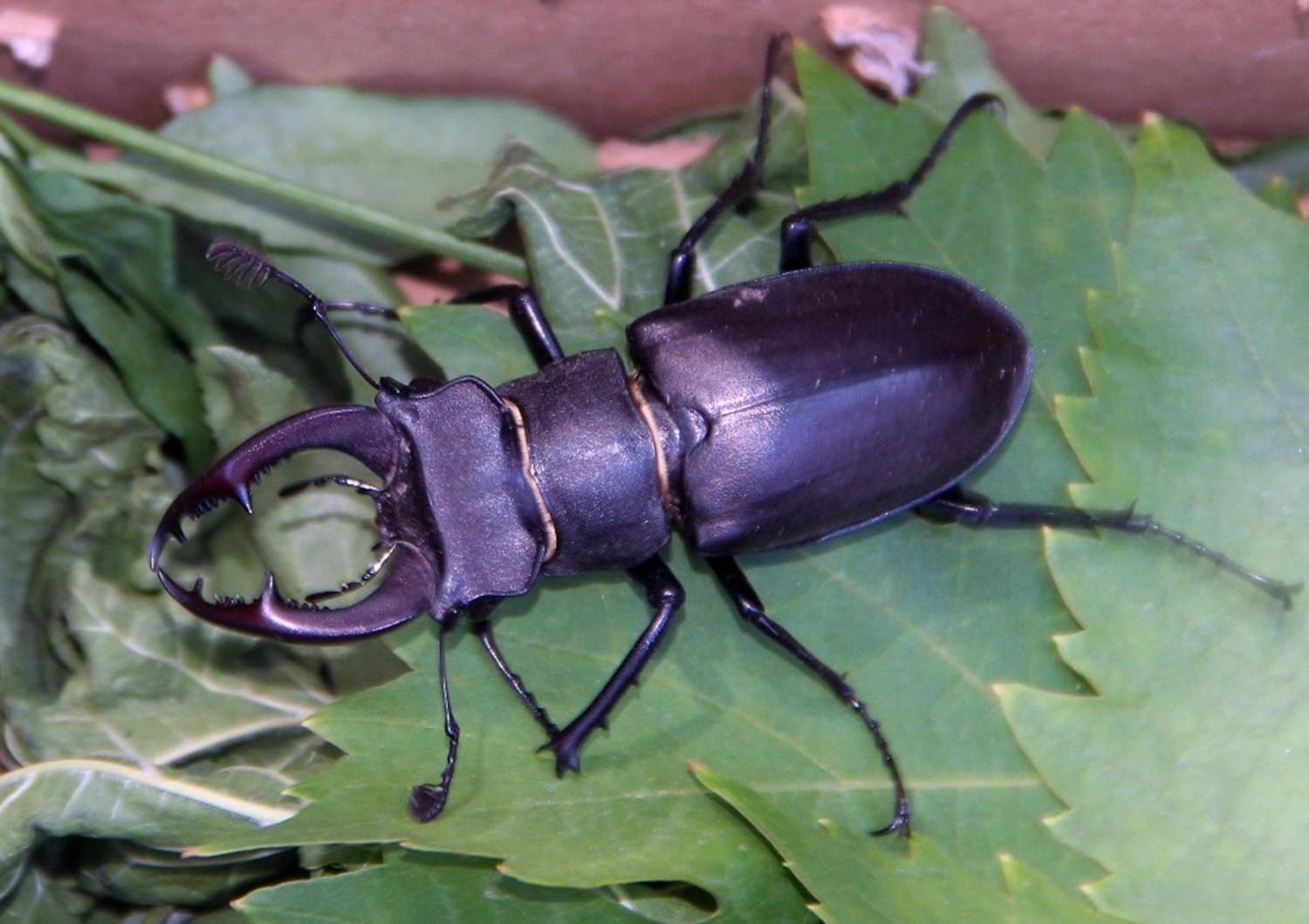 K�rm�z� listedeki 'B�ceklerin kral�' do�aya b�rak�ld�