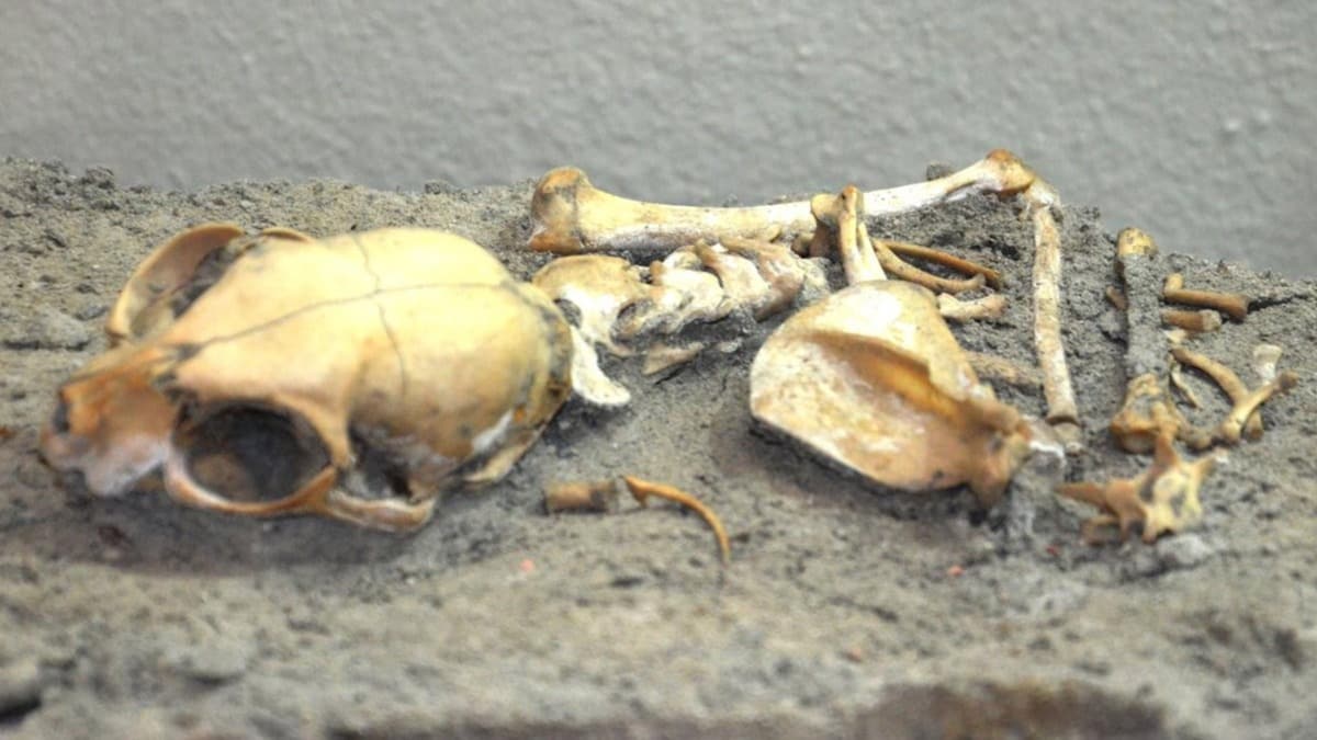 Yenikap'daki kedi iskeletleri incelendi, yeni bilgiler ortaya kt