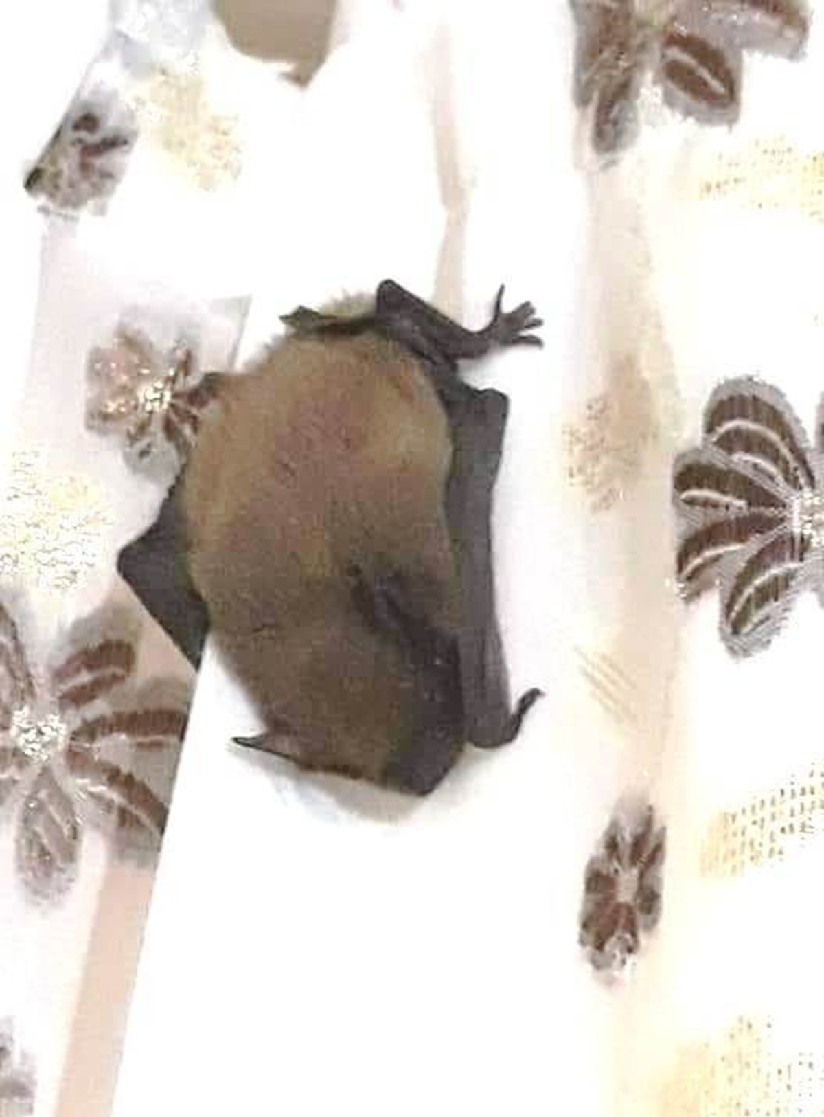 Eve girdi, b�y�k korkuya neden oldu