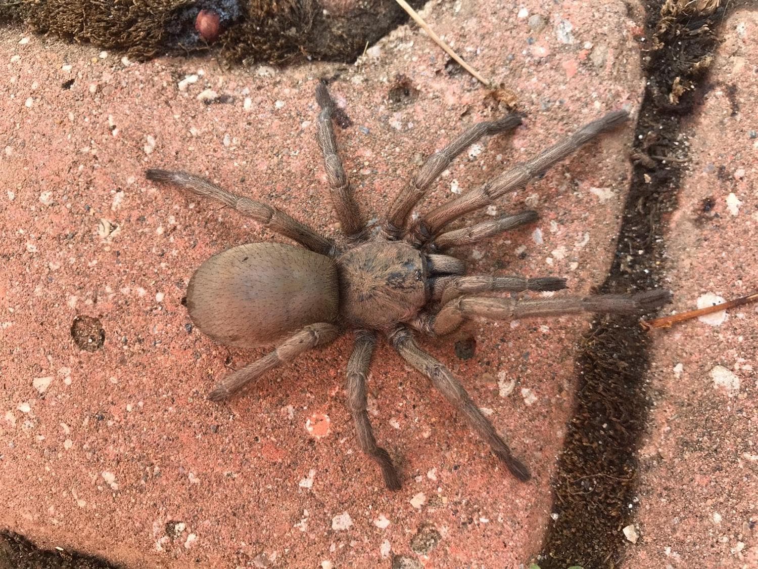 Dev �r�mcek g�renleri deh�ete d���rd�