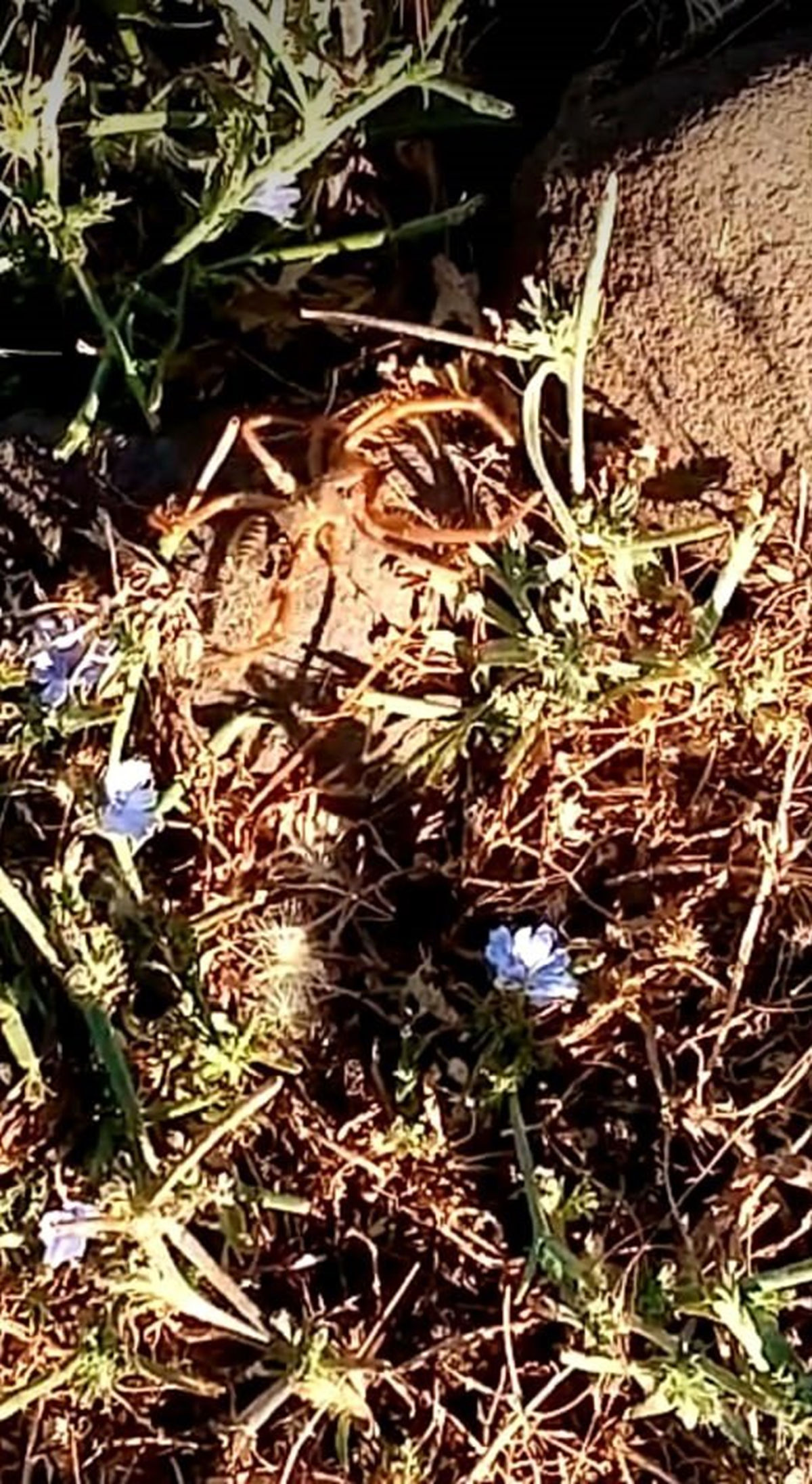 B�ylesi ilk kez g�r�ld�! Dev �r�mcek pani�e neden oldu