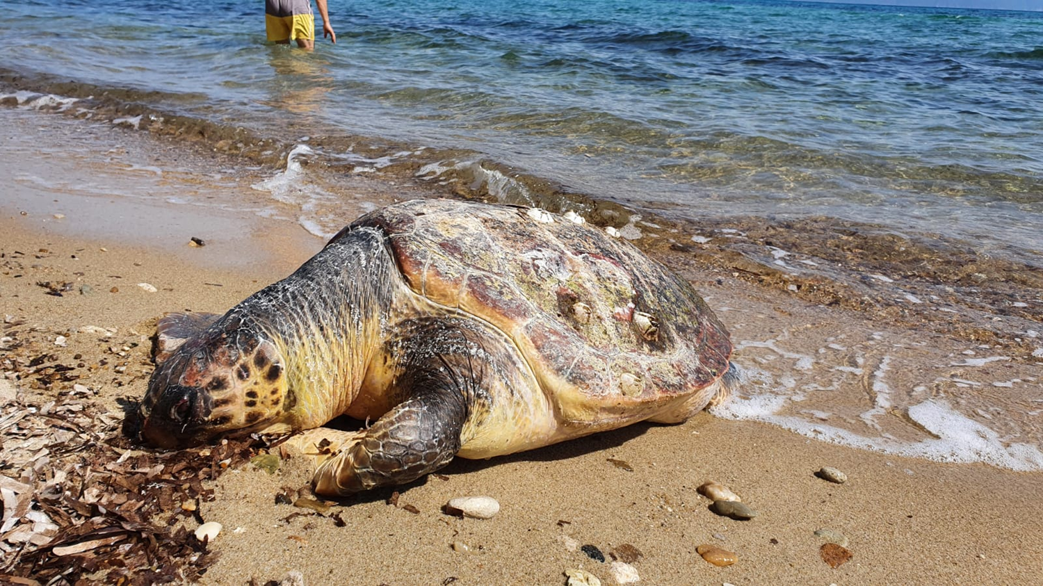�l� caretta caretta sahile vurdu