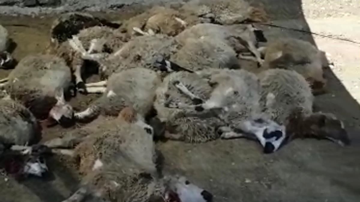 Elaz'da ala giren kurtlar 22 koyunu telef etti 