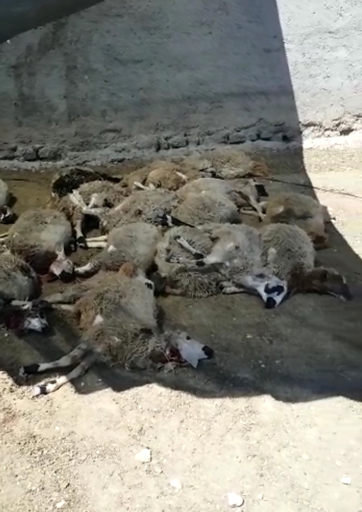 Elaz'da ala giren kurtlar 22 koyunu telef etti