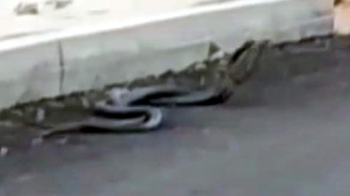 2 ylann iftleme dans grntlendi 