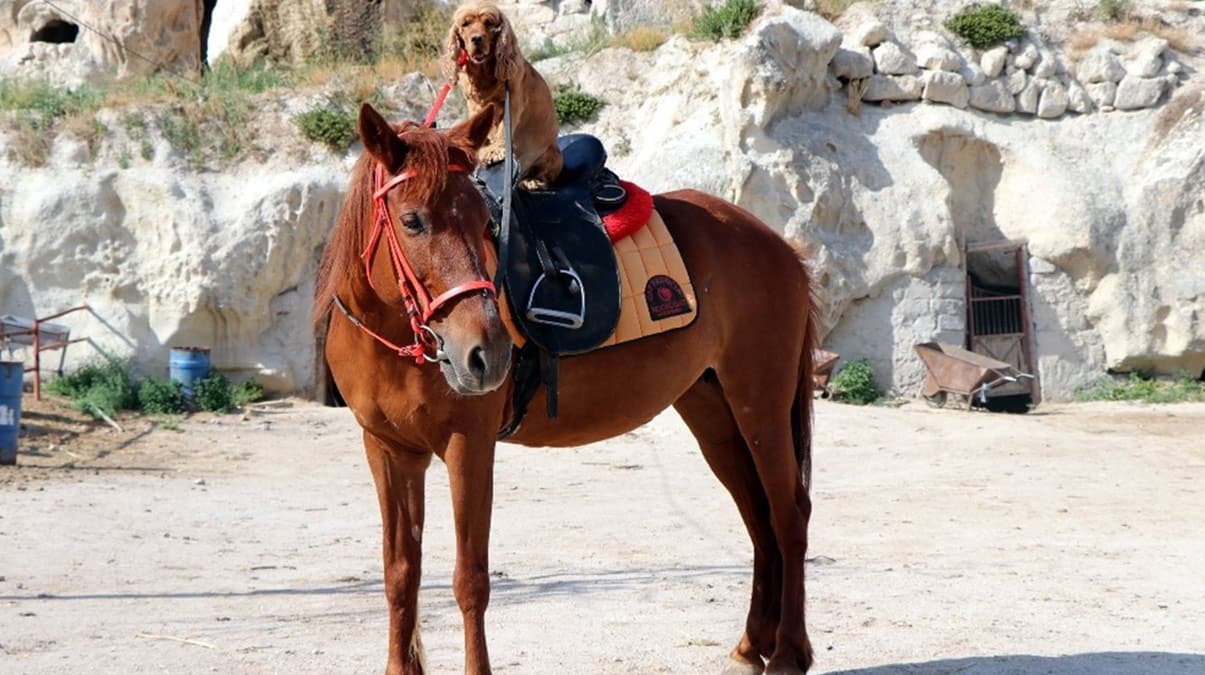 K�pek ata bindi! Boncuk Kapadokya turu att�