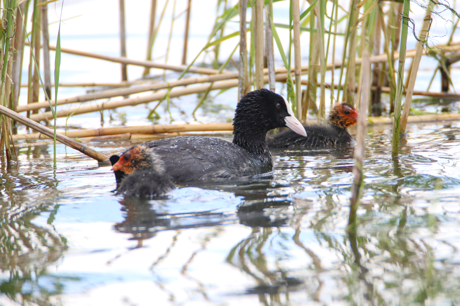 T�rkiye'nin en b�y�k milli park sakarmeke yavrular�yla c�v�l c�v�l oldu