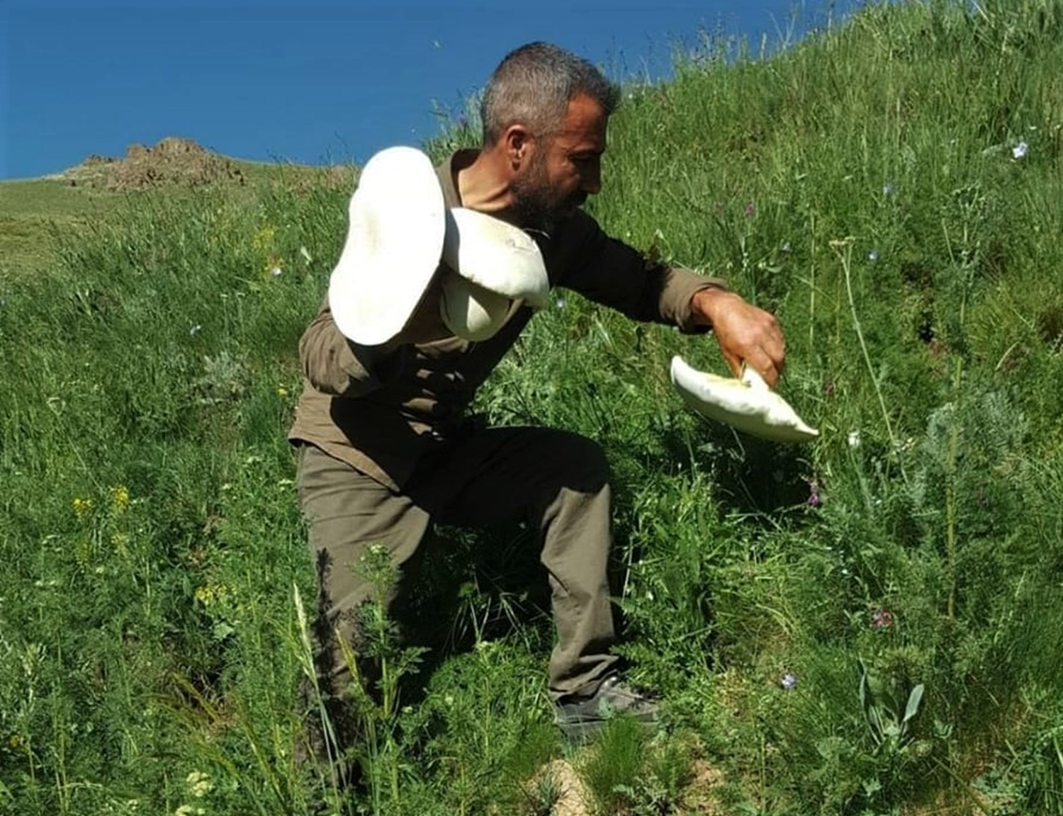 Van'da a��rl�klar� 3 kilograma ula�an mantarlar ilgi �ekiyor