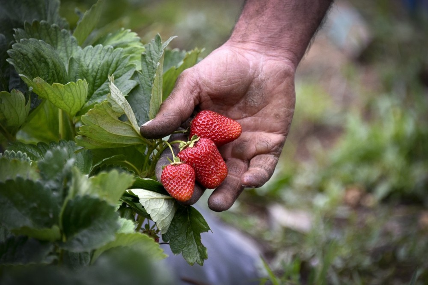 Bu �ilekler t�rk� ile b�y�yor