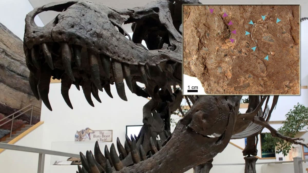 Japonya'da dnyann en kk dinozor yumurtas fosili bulundu 