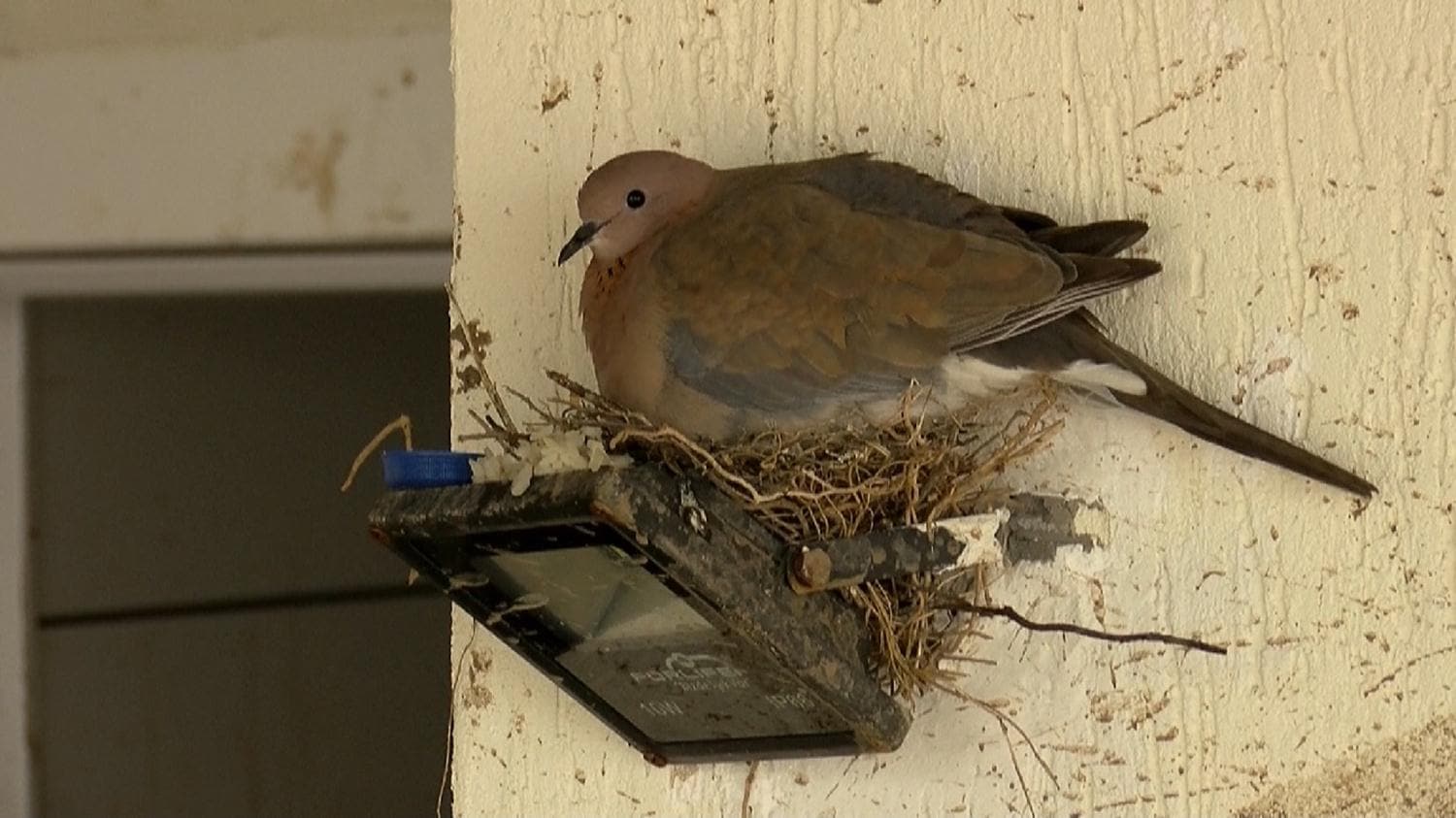 Kumru, sel sular�na ra�men yavrular�n� terk etmedi