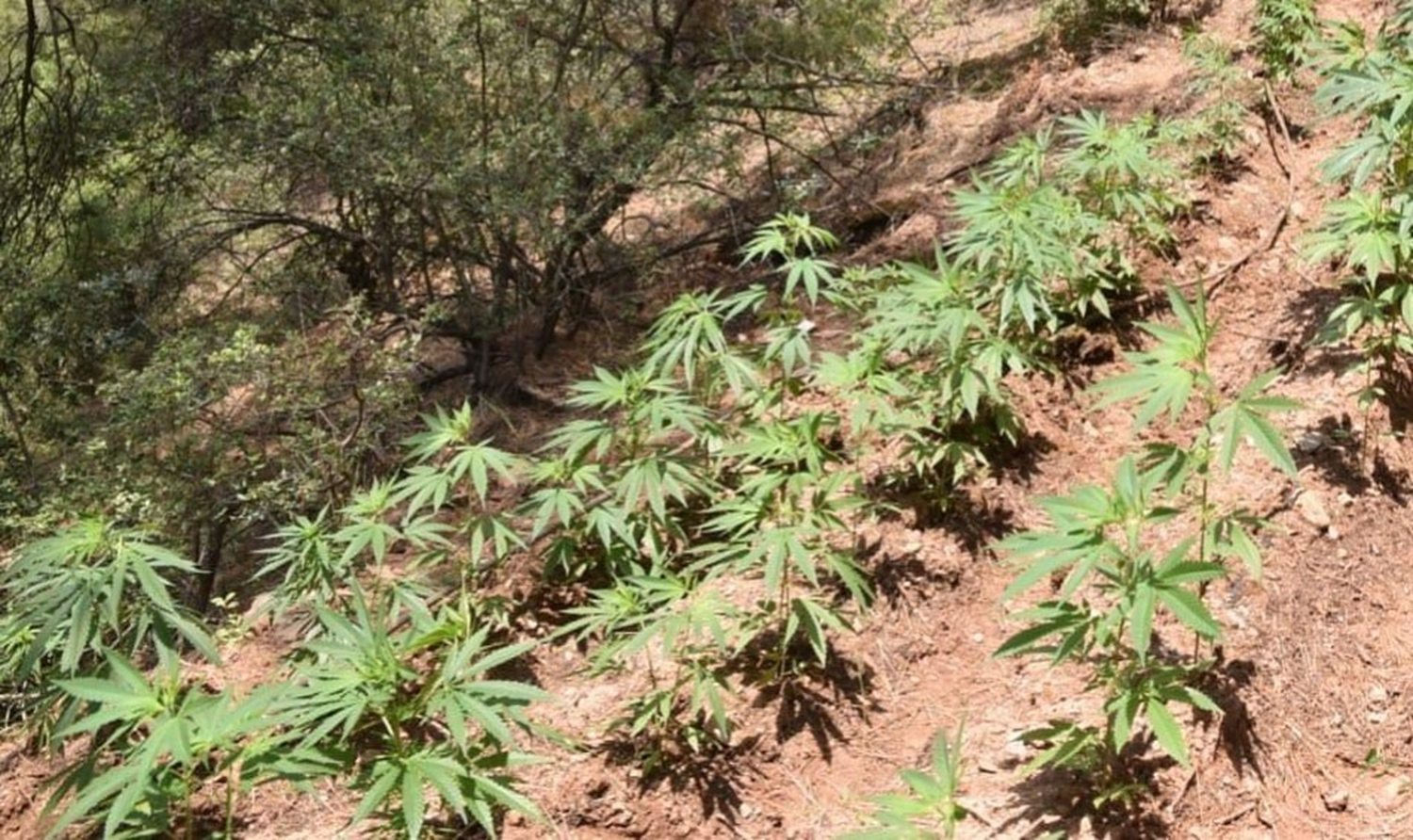 Manisa'da 966 k�k kenevir bitkisi ele ge�irildi