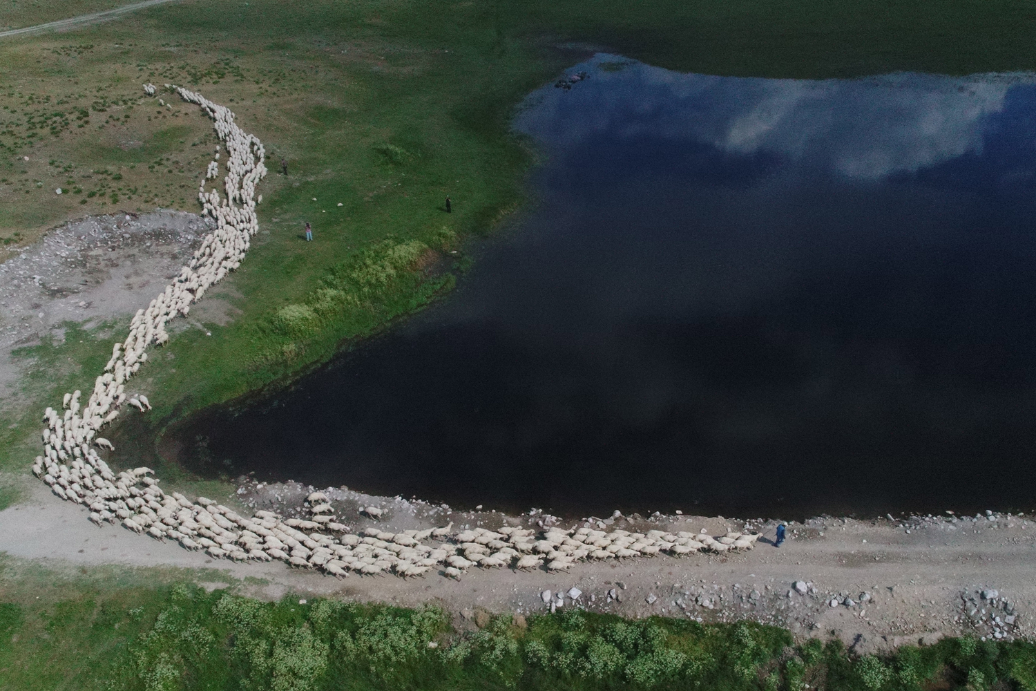 Trkiye'nin hayvanclk ss: TGEM