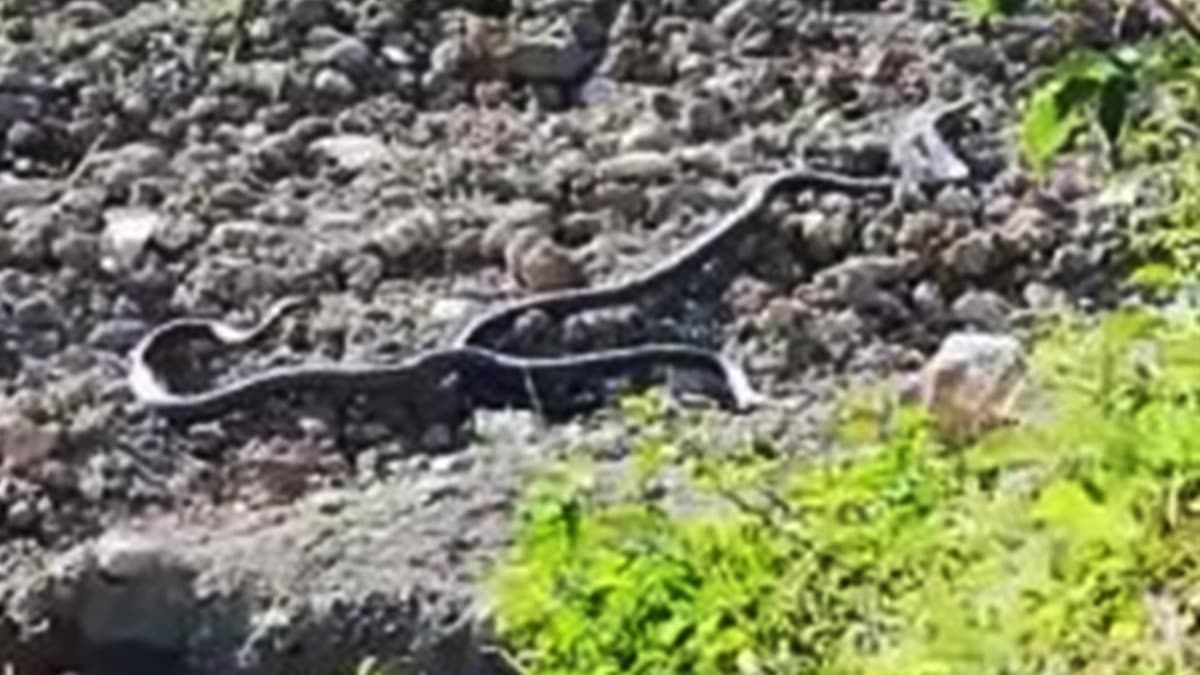 Ylanlarn dans saniye saniye grntlendi