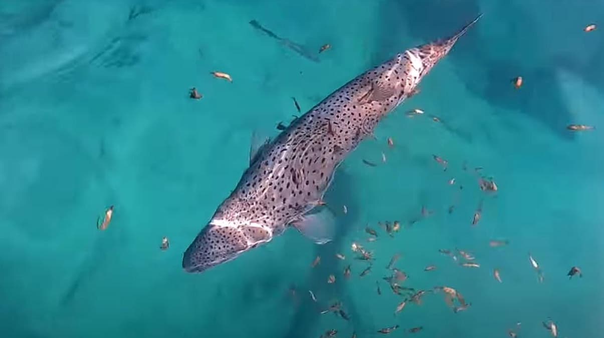 �ekim yaparken balon bal��� parma��n� kopar�yordu