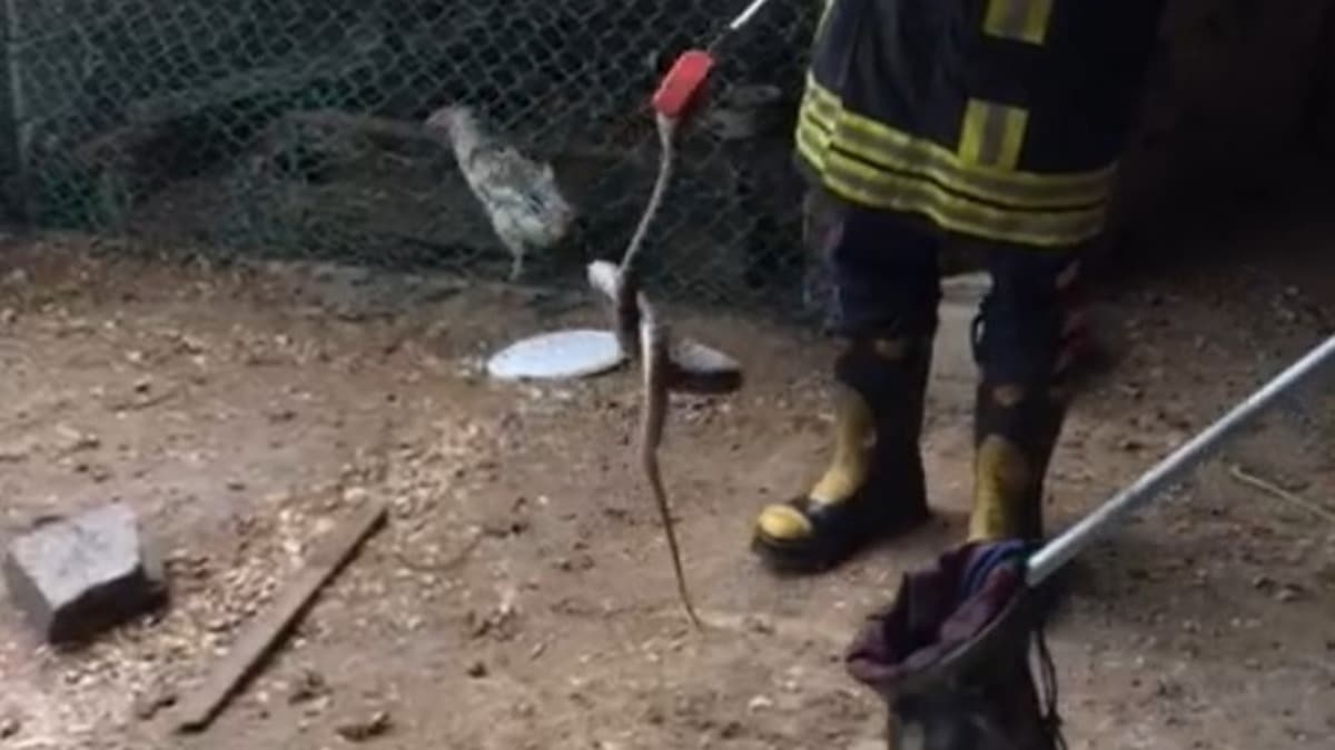 Isparta'da tavuk ve civcivi telef eden ylan operasyonla yakaland 