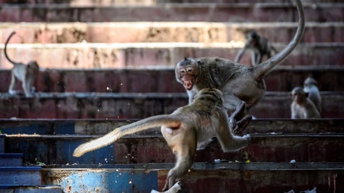 Tayland'n Lopburi kentinin hakimi maymunlar! ''Biz kafeste yayoruz ancak maymunlar darda''