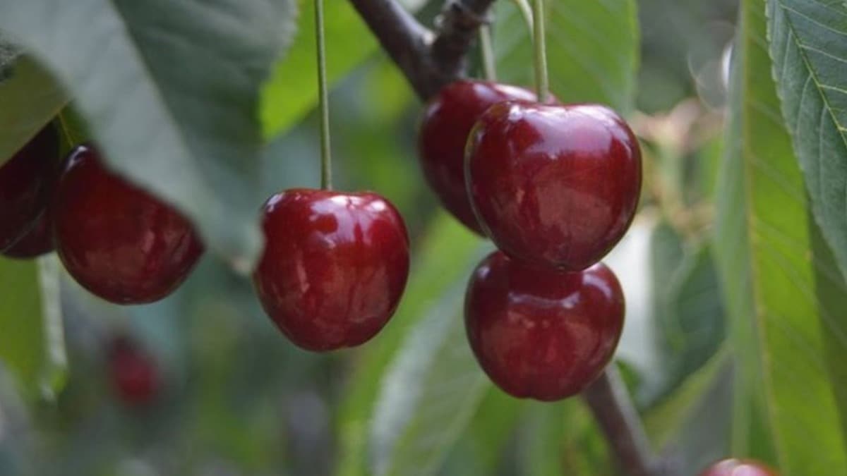 Aromas dnyada tek! ngiliz Kraliyet ailesinin sofralarna kadar ulaan Napolyon kiraznn hasad balad