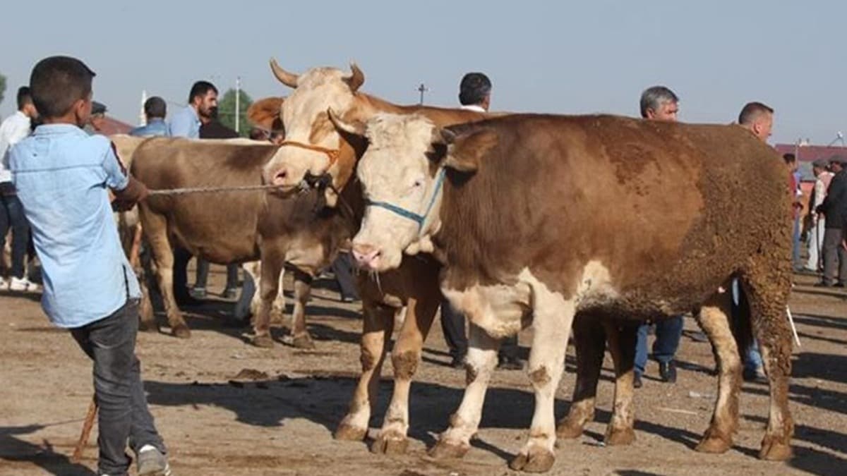 Kurban kesimi 'randevu' sistemiyle yaplacak
