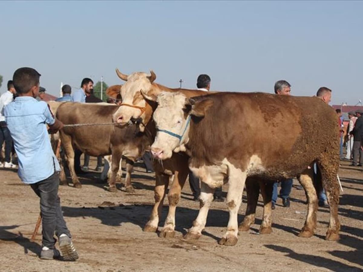 Resmi Gazete'de yay�mlanarak y�r�rl��e girdi: Bu y�l kurban kesimi nas�l olacak?
