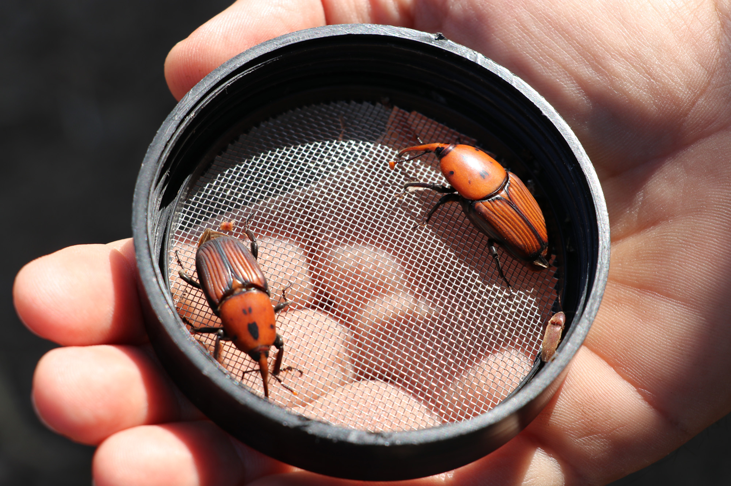 T�KA'dan KKTC'de k�rm�z� palmiye b�ce�iyle zirai m�cadelede ila� hibesi