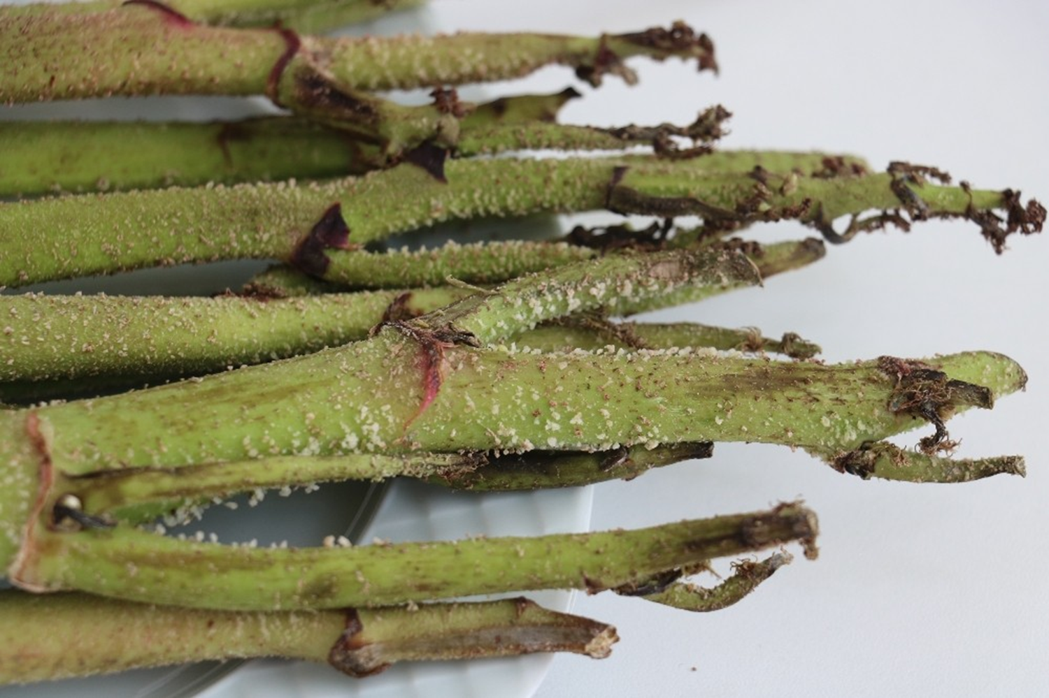 I�k�n kansere ge�it vermiyor