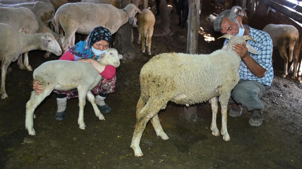 Koyunlar telef olan elikel ailesi: ok aladk ama Cumhurbakanmz bizi gldrd 