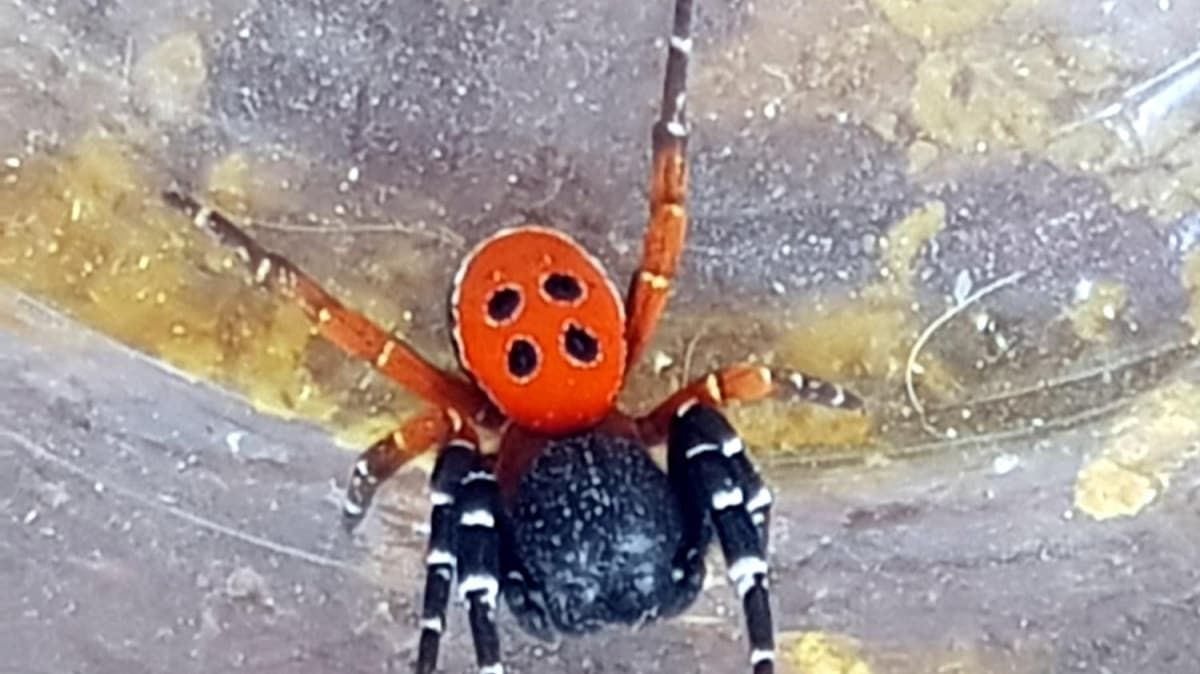 Zehirli uur bcei rmcei' artt 