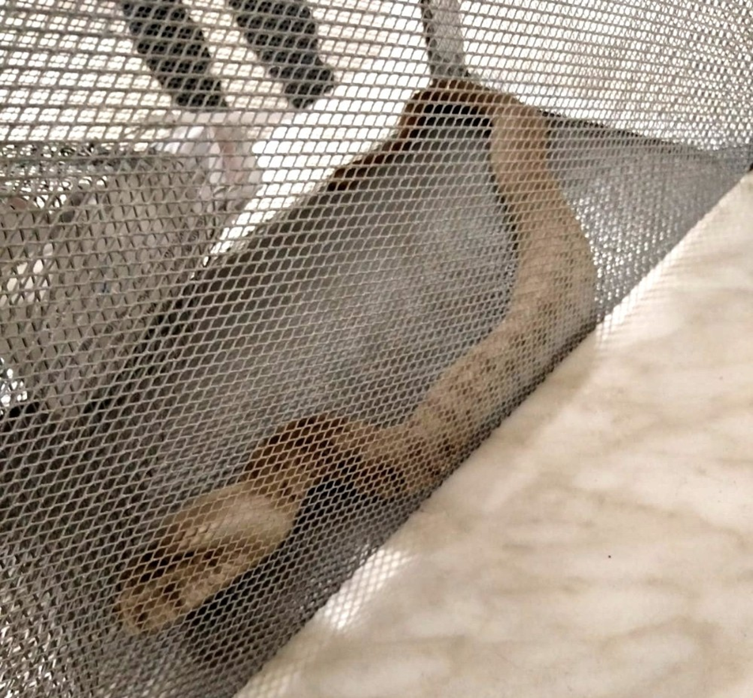 Follukta yakaland�! Zehirli engerek....