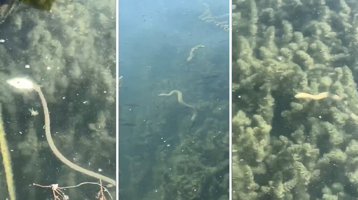 Gldeki ylanlar depremin habercisi mi? Uzman cevaplad